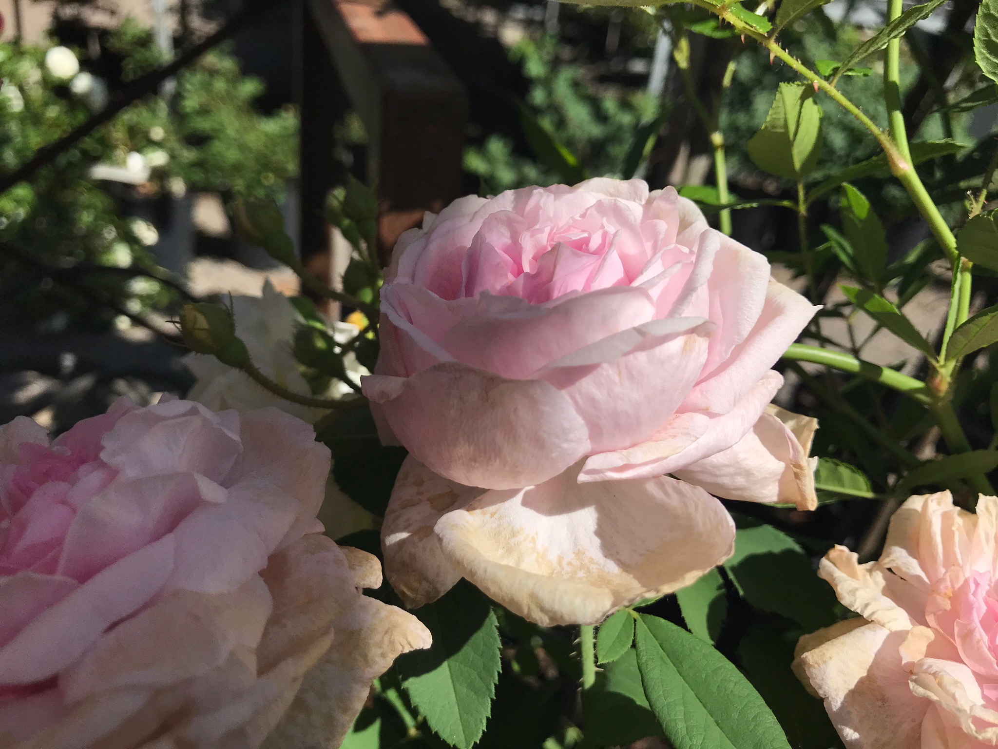 Flora Linnea En Rosenoas För Rosenälskare. Sveriges Största Utbud Av Rosor?